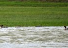 Grote zaagbek (goosander) Mergus Merganser - Kharkhorin 16-08-2016 (1)